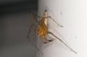 Oxyopes_quadrifasciatus_D4107_Z_88_Alexandra hills Brisbane_Australie